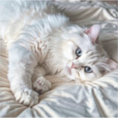 白いラグドール猫 シール (正面)