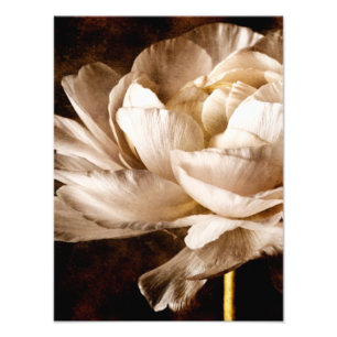 白いランヌクルスの花セピア黒 フォトプリント           