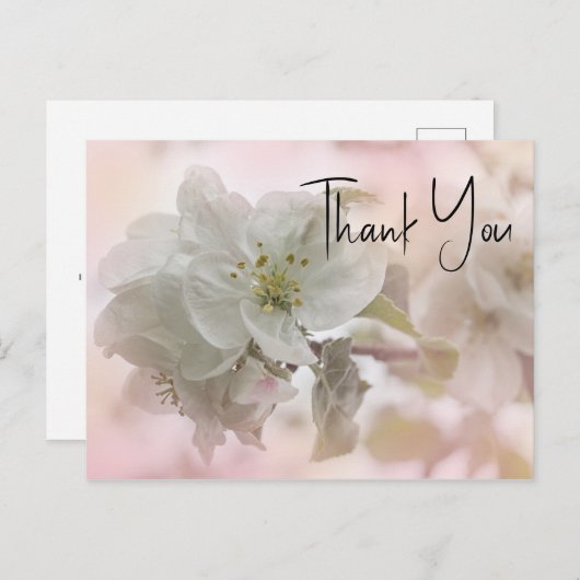 白いリンゴの花の写真 ありがとうございます ポストカード (正面/裏面)