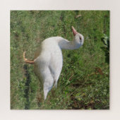 白いレンズ豆、牧草地のアヒル、食べ健康な ジグソーパズル (横)