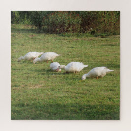 白いレンズ豆、牧草地のアヒル、食べ健康な ジグソーパズル