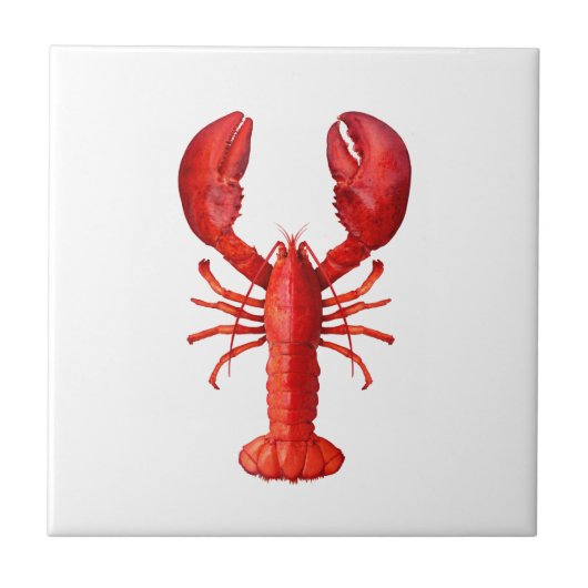 白いロブスターの赤い貝 タイル (正面)