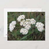 白いワイルドフラワーポストカード ポストカード (正面/裏面)