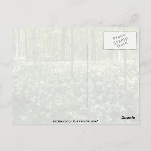 白い一兆個の野、ナイアガラ秋の花 ポストカード (裏面)