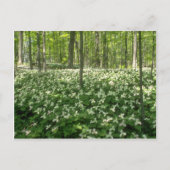 白い一兆個の野、ナイアガラ秋の花 ポストカード (正面)