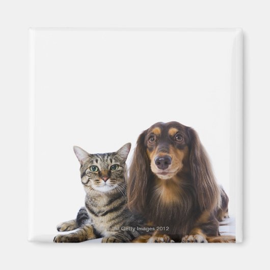 白い上に犬と日本の猫 マグネット (正面)