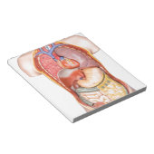 白い上に隔離された臓器を有するヒト体モデル ノートパッド (アングル)