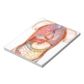 白い上に隔離された臓器を有するヒト体モデル ノートパッド (回転)