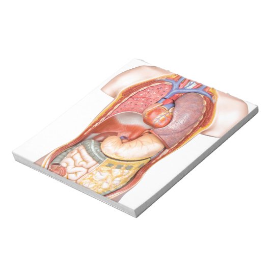 白い上に隔離された臓器を有するヒト体モデル ノートパッド (回転)