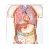 白い上に隔離された臓器を有するヒト体モデル ノートパッド (正面)