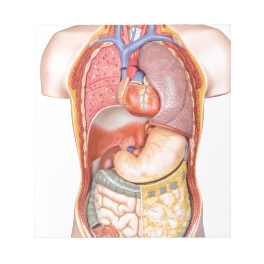 白い上に隔離された臓器を有するヒト体モデル ノートパッド (正面)