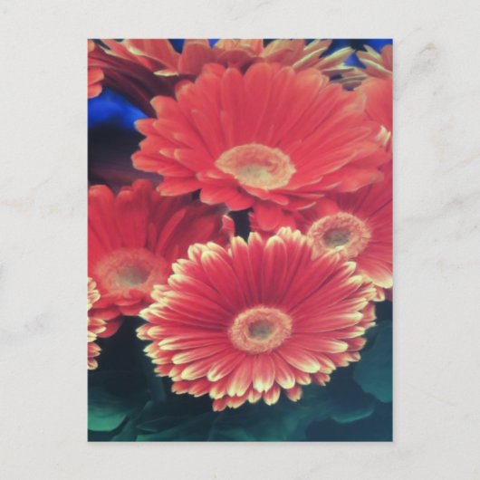 白い先端の花 ポストカード (正面)