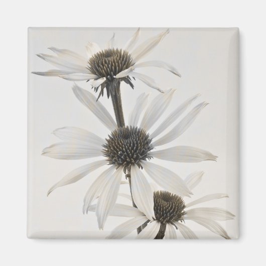 白い円錐形の花3つ マグネット (正面)