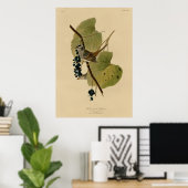 白い冠の付いた雀 ポスター (ホームオフィス)