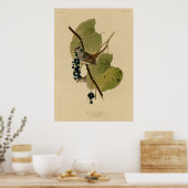 白い冠の付いた雀 ポスター (キッチン)