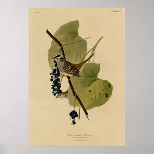 白い冠の付いた雀 ポスター (正面)