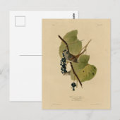 白い冠を持つスズメ – Audubon's Birds of America ポストカード (正面/裏面)