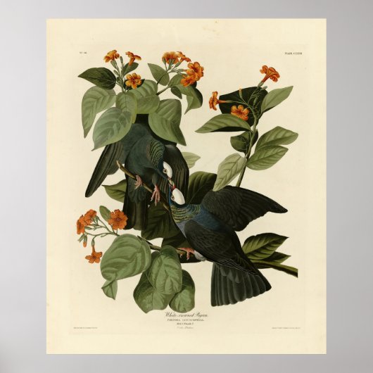 白い冠を持つハト – Audubon's Birds of America ポスター (正面)