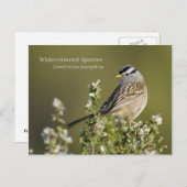 白い冠を持つ雀 ポストカード (正面/裏面)