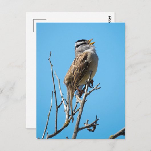 白い冠を持つ雀 ポストカード (正面/裏面)