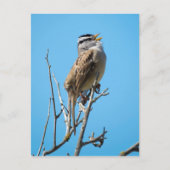 白い冠を持つ雀 ポストカード (正面)