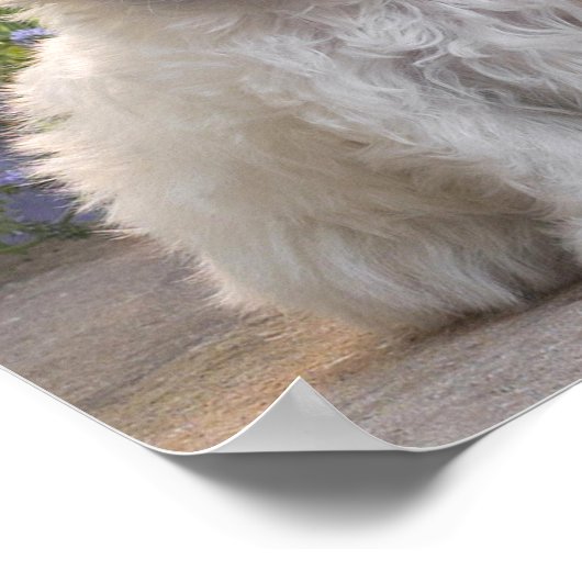 白い動物 ポスター (角)