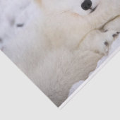 白い北極のキツネがあなたを見ている 薄葉紙 (詳細)