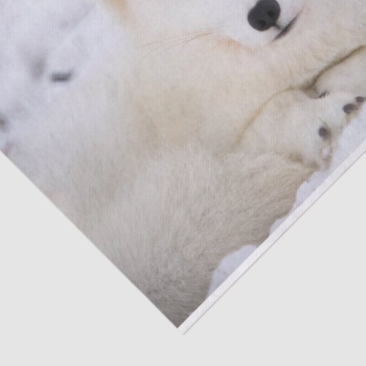 白い北極のキツネがあなたを見ている 薄葉紙 (詳細)