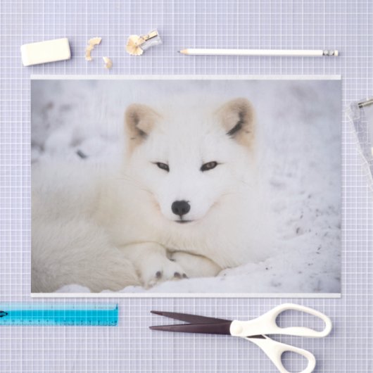 白い北極のキツネがあなたを見ている 薄葉紙 (クラフト)