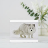 白い北極の狐が雪に溶け込む ポストカード (スタンド正面)