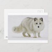 白い北極の狐が雪に溶け込む ポストカード (正面/裏面)