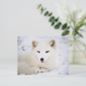 白い北極狐 ポストカード (スタンド正面)