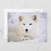 白い北極狐 ポストカード (正面/裏面)