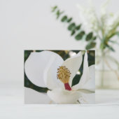 白い南マグノリアの花が近くに咲く ポストカード (スタンド正面)