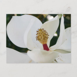 白い南マグノリアの花が近くに咲く ポストカード