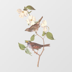 白い喉の付いたスズメのオードボンの花の鳥 ウィンドウサイン