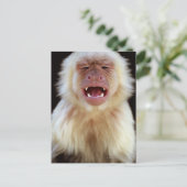 白い喉を持つカプチン ポストカード (スタンド正面)