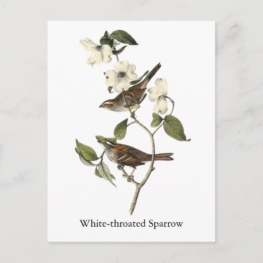 白い喉を持つスズメ – John Audubon ポストカード (正面)