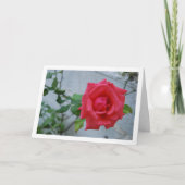 白い壁にピンクのバラの花 カード (正面)