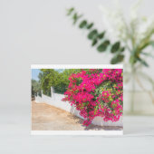 白い壁に咲く赤いブーゲンビルの花JP ポストカード (スタンド正面)