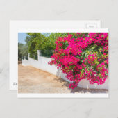 白い壁に咲く赤いブーゲンビルの花JP ポストカード (正面/裏面)