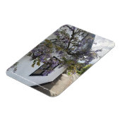 白い壁のコテージに対して成長する藤 マグネット (左側)