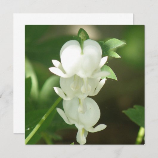 白い大げさに同情する人の招待状 招待状 (正面/裏面)