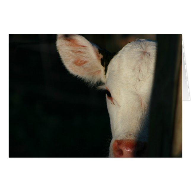 白い子牛の顔 (正面横)