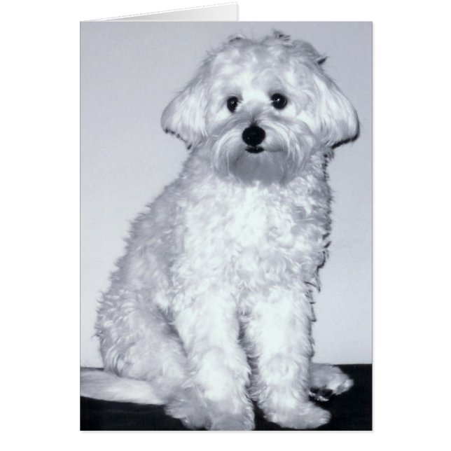 白い子犬の姿勢 (正面)