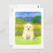 白い子犬 ポストカード (正面/裏面)