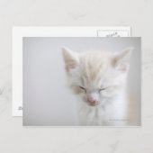 白い子猫が眠る ポストカード (正面/裏面)