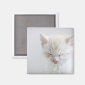 白い子猫が眠る マグネット (正面/裏面)