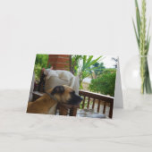 白い子猫と一緒に椅子で寝る犬 カード (正面)