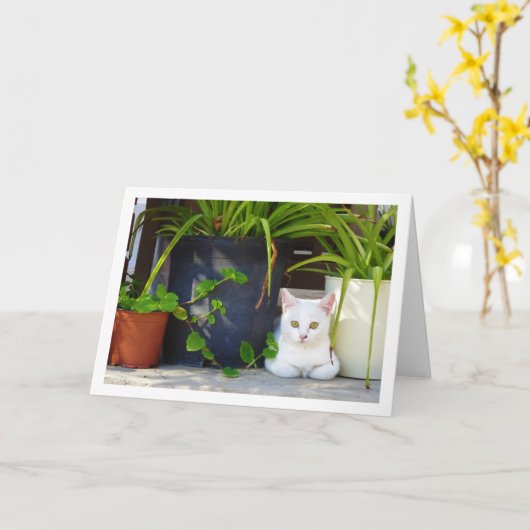 白い子猫と庭の植物 カード (黄色い花)